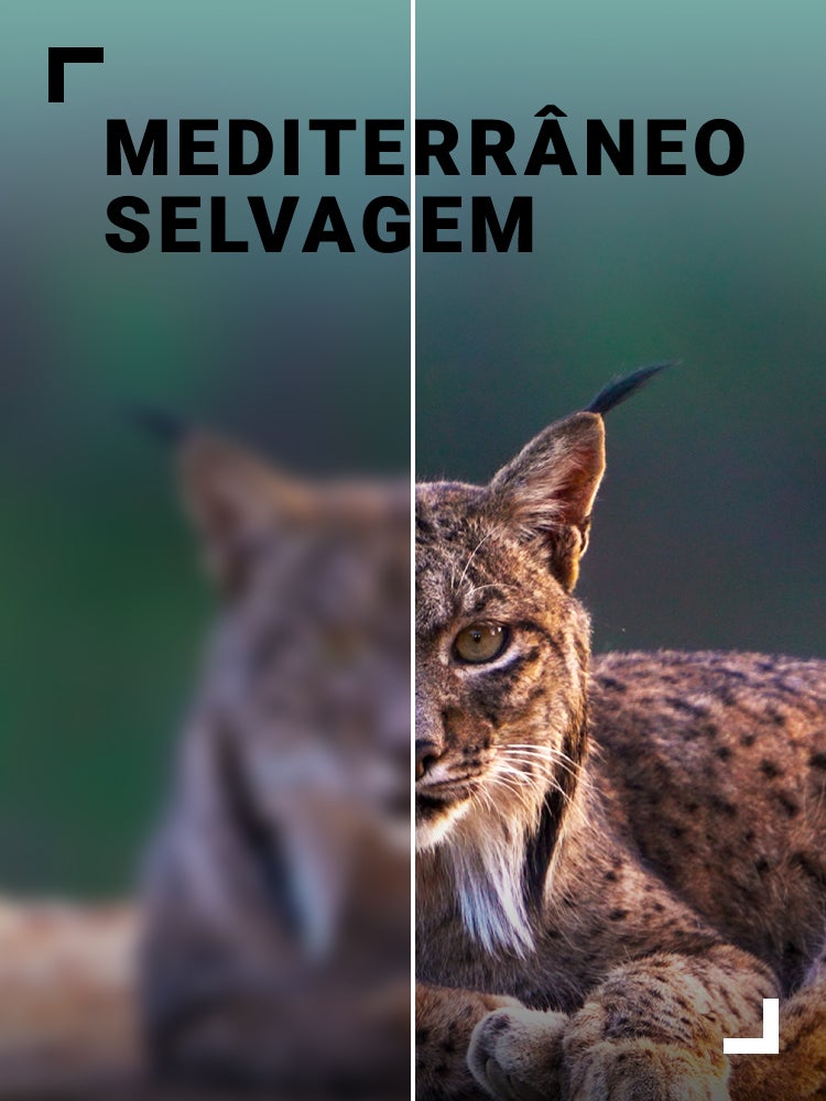 Imagem do Programa / Episiódio - Mediterrâneo Selvagem