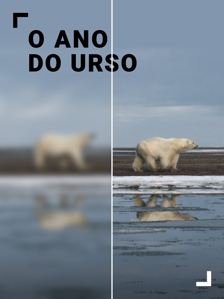 Imagem do Programa / Episiódio - O Ano do Urso