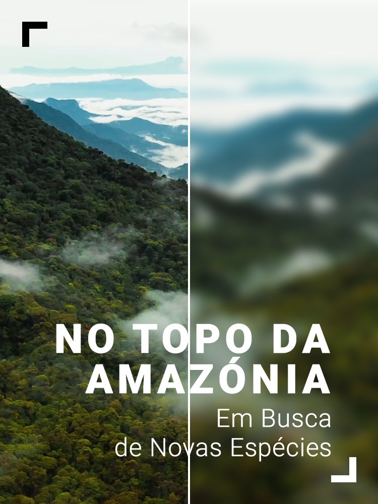 Imagem do Programa / Episiódio - No Topo da Amazónia, Em Busca de Novas Espécies