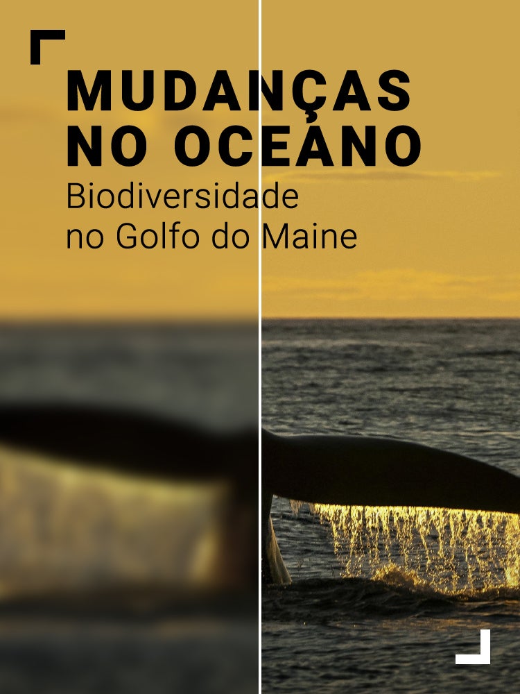 Imagem do Programa / Episiódio - Mudanças no Oceano: Biodiversidade no Golfo do Maine