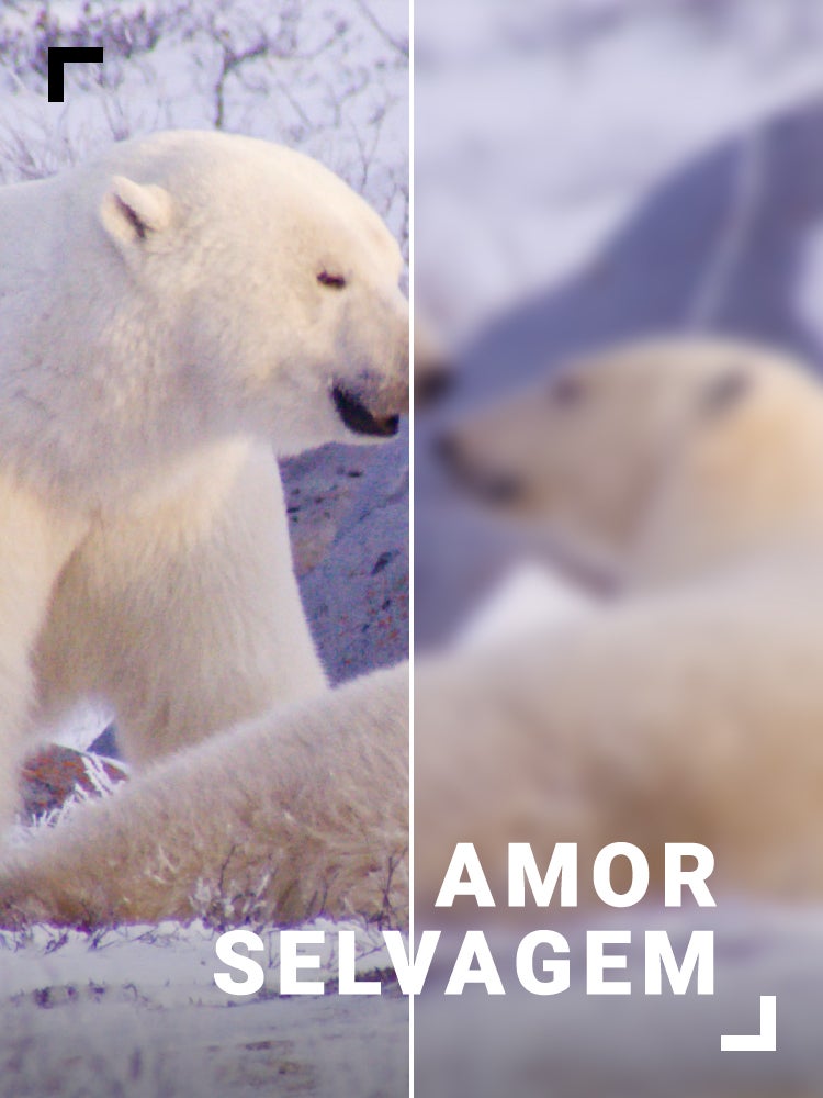 Imagem do Programa / Episiódio - Amor Selvagem