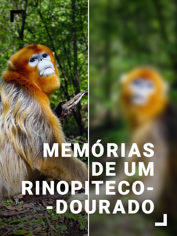 Imagem do Programa / Episiódio - Memórias de um Rinopiteco-Dourado