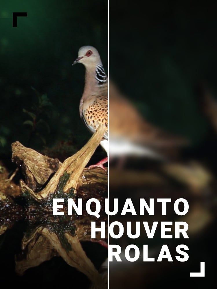 Imagem do Programa / Episiódio - Enquanto Houver Rolas