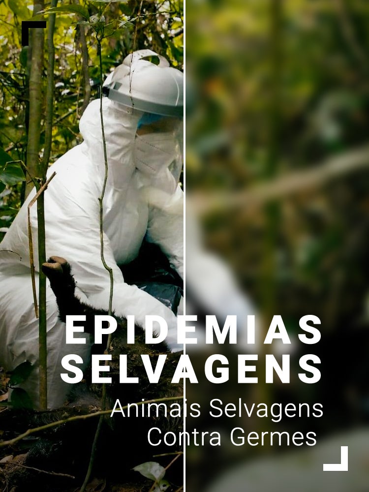 Imagem do Programa / Episiódio - Epidemias Selvagens: Animais Selvagens Contra Germes
