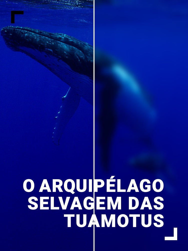 Imagem do Programa / Episiódio - O Arquipélago Selvagem das Tuamotus