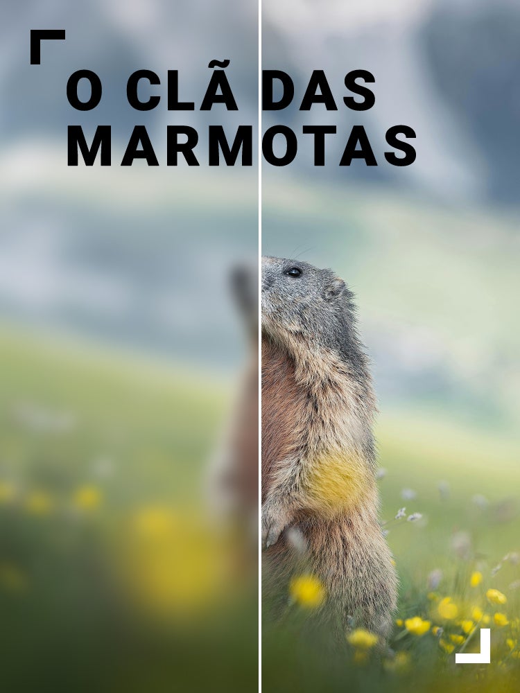 Imagem do Programa / Episiódio - O Clã das Marmotas