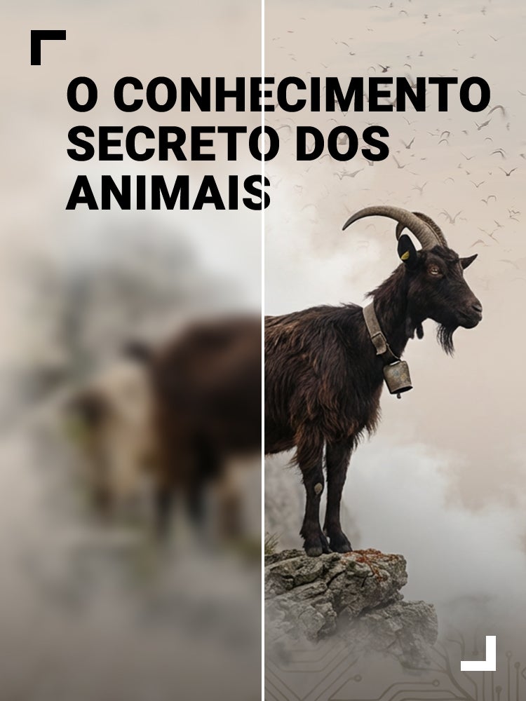 Imagem do Programa / Episiódio - O Conhecimento Secreto dos Animais