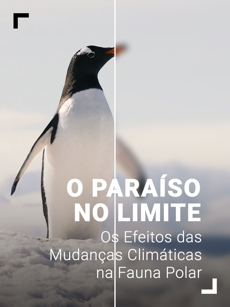 Imagem do Programa / Episiódio - O Paraíso no Limite: Os Efeitos das Mudanças Climáticas na Fauna Polar