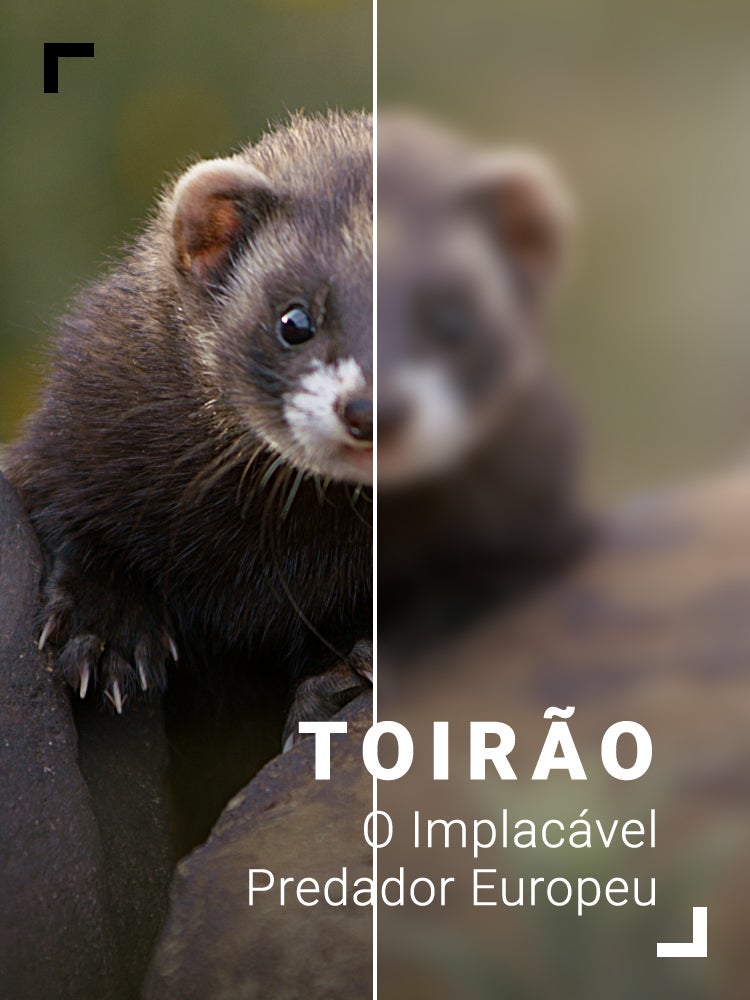 Imagem do Programa / Episiódio - Toirão - O Implacável Predador Europeu