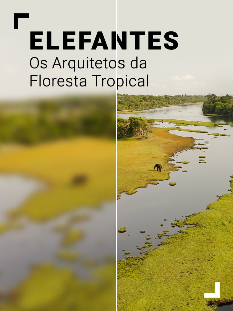 Imagem do Programa / Episiódio - Elefantes - Os Arquitetos da Floresta Tropical