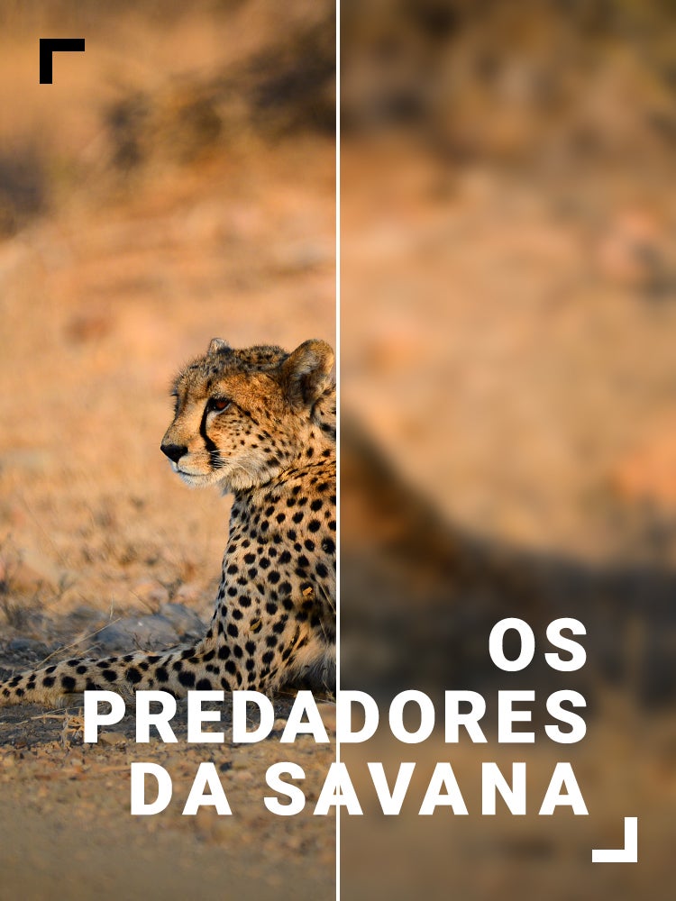 Imagem do Programa / Episiódio - Os Predadores da Savana