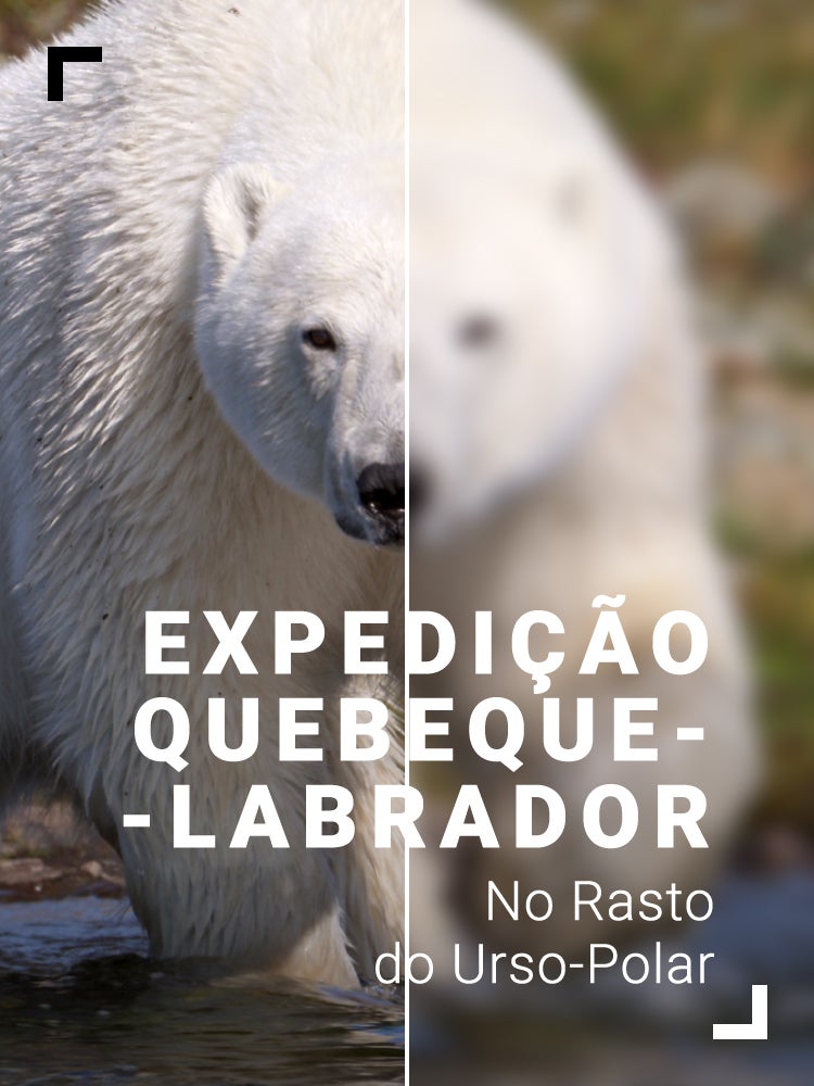 Imagem do Programa / Episiódio - Expedição Quebeque-Labrador - No Rasto do Urso-Polar