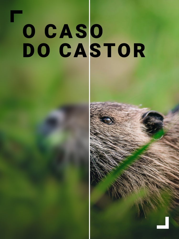 Imagem do Programa / Episiódio - O Caso do Castor