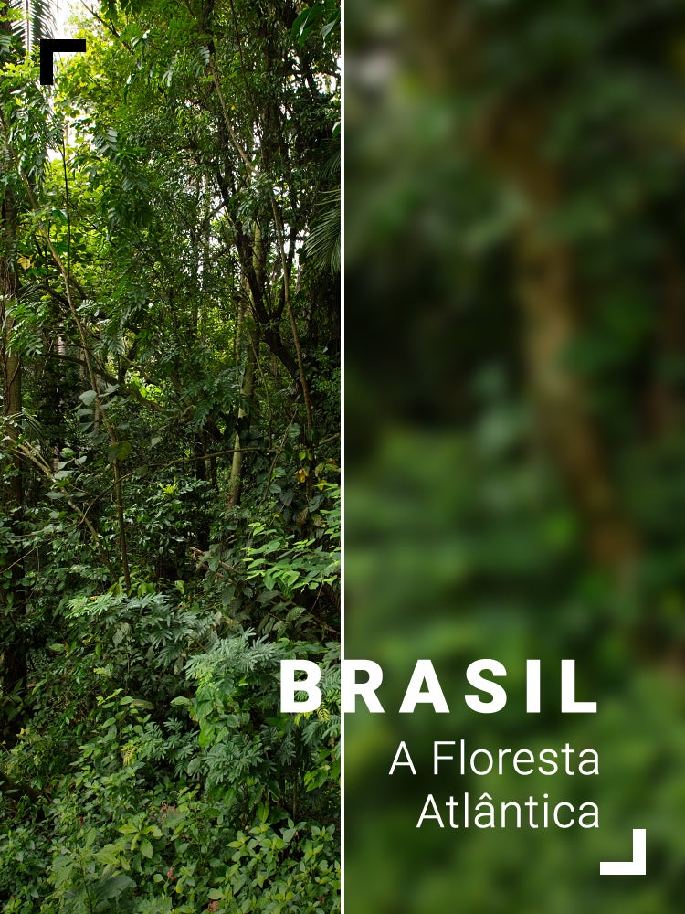 Imagem do Programa / Episiódio - Brasil - A Floresta Atlântica