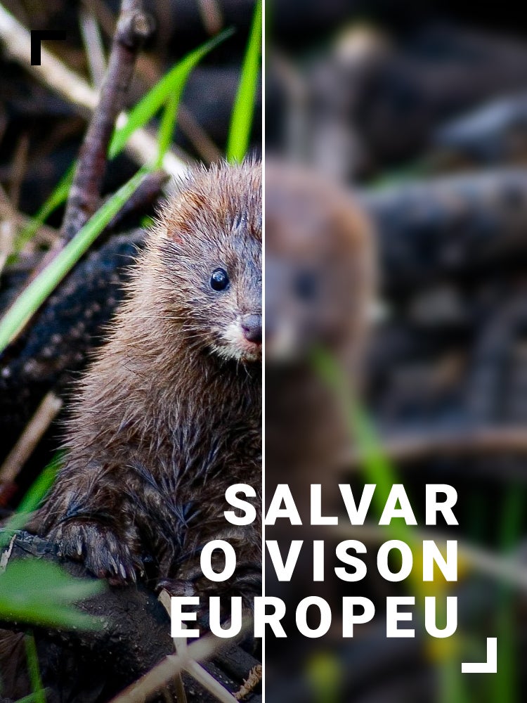 Imagem do Programa / Episiódio - Salvar o Vison Europeu