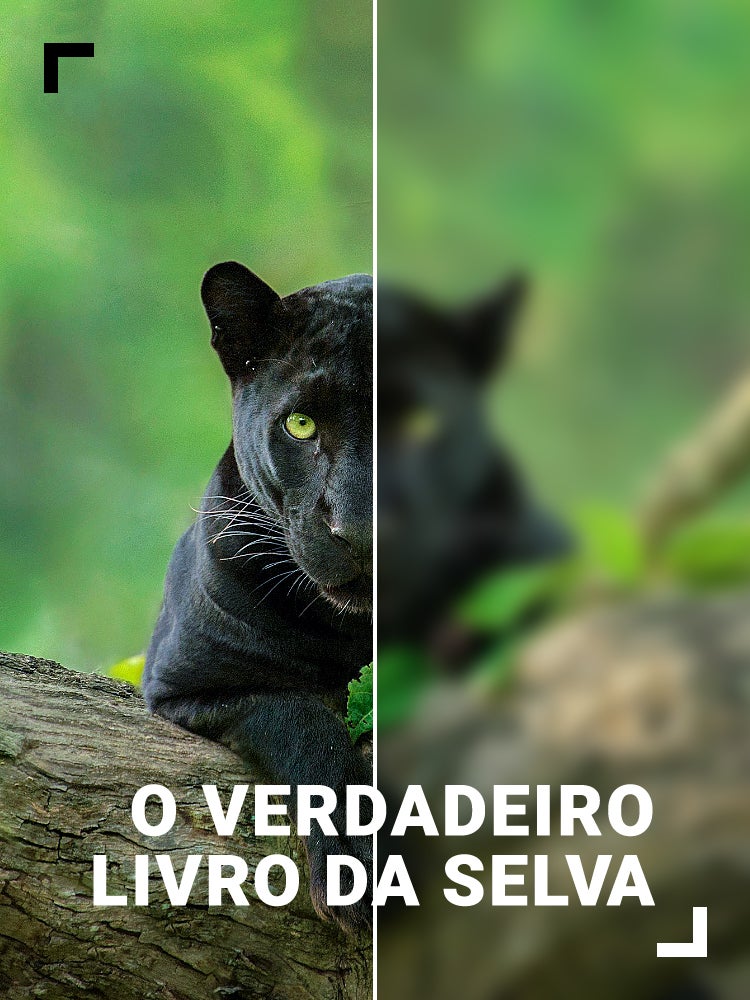 Imagem do Programa / Episiódio - O Verdadeiro Livro da Selva