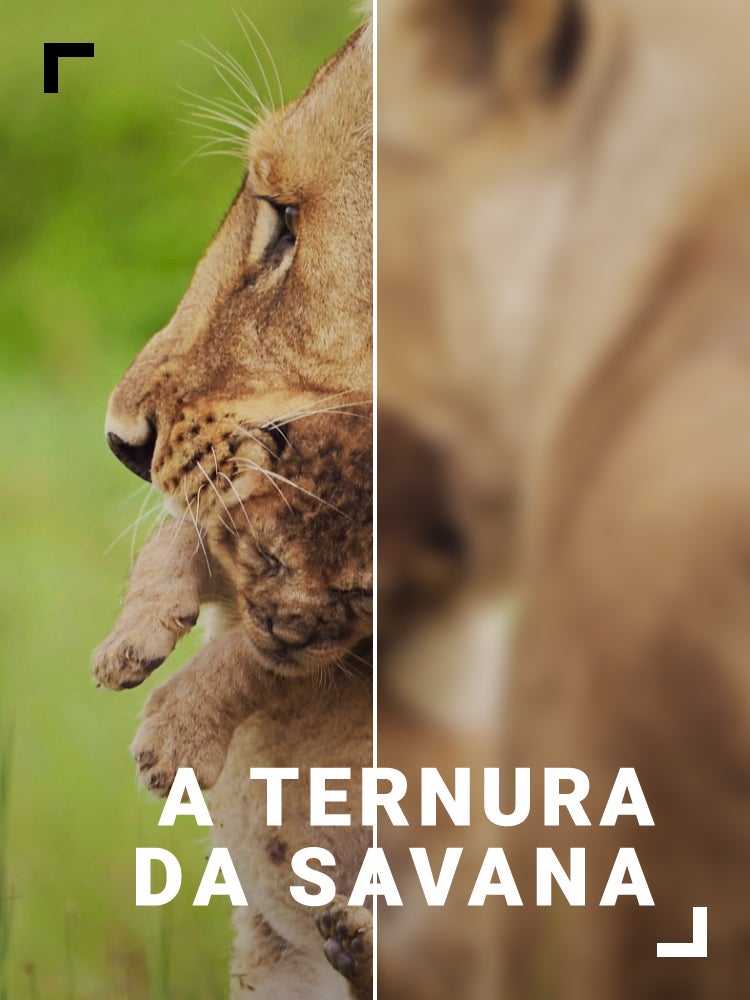 Imagem do Programa / Episiódio - A Ternura da Savana
