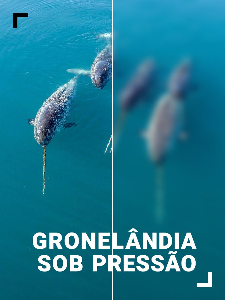 Imagem do Programa / Episiódio - Gronelândia sob Pressão