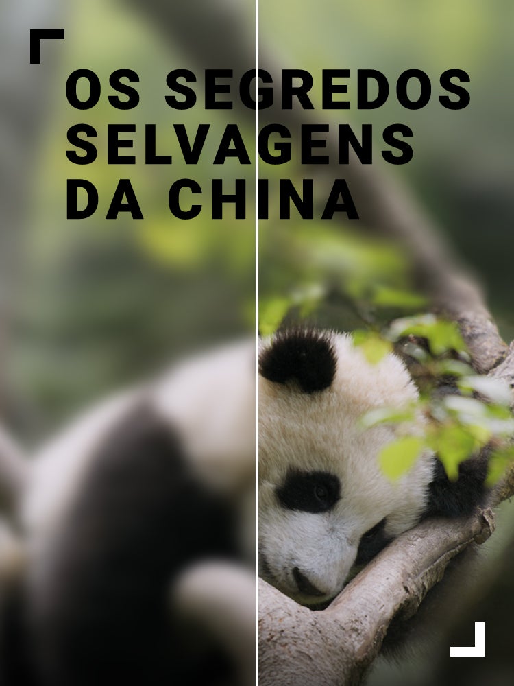 Imagem do Programa / Episiódio - Os Segredos Selvagens da China