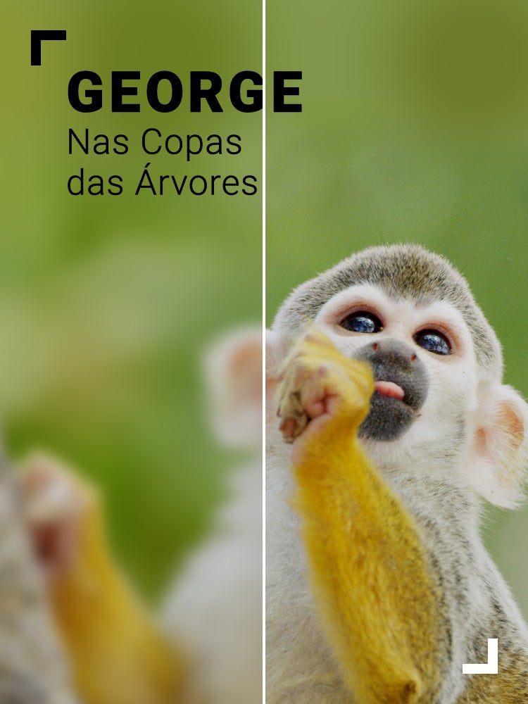 Imagem do Programa / Episiódio - George nas Copas das Árvores