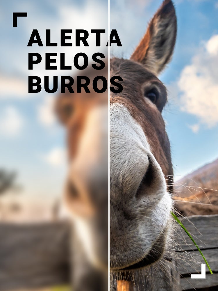 Imagem do Programa / Episiódio - Alerta Pelos Burros