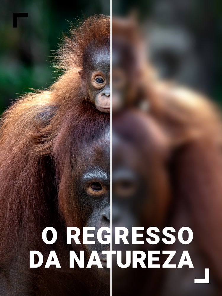 Imagem do Programa / Episiódio - O Regresso da Natureza