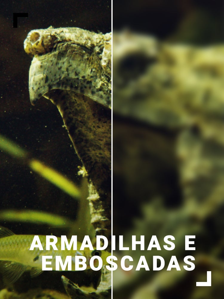 Imagem do Programa / Episiódio - Armadilhas e Emboscadas