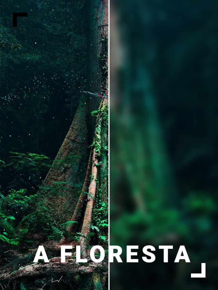 Imagem do Programa / Episiódio - A Floresta