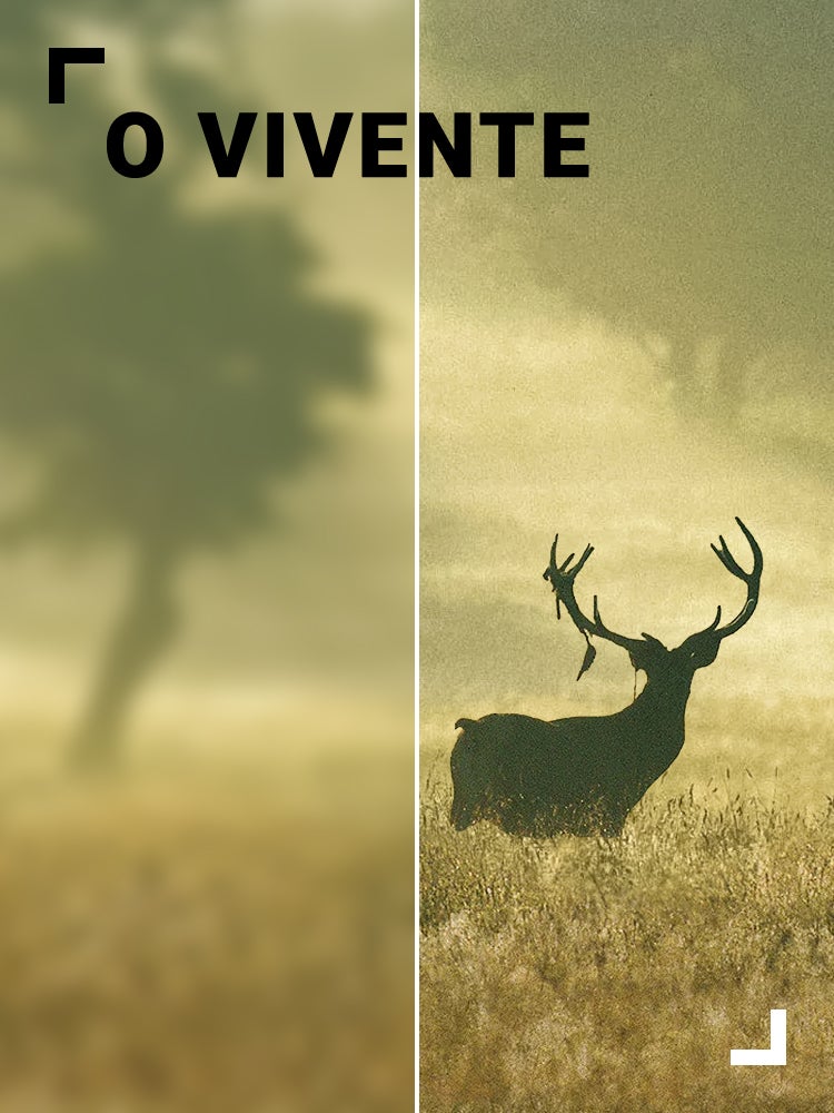 Imagem do Programa / Episiódio - O Vivente