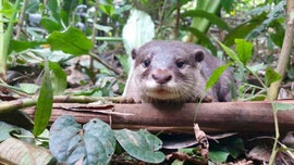 Imagem de O Sul Tropical do Vietname: No Reino da �gua