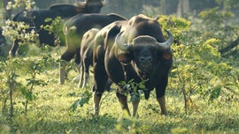 Imagem de Kui Buro - O Para�so Escondido da Tail�ndia