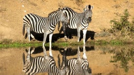 Imagem do Programa / Episiódio - Destino Animal