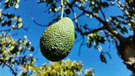 Imagem de Fa�a Chuva Fa�a Sol