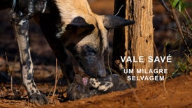 Imagem do Programa / Episiódio - Vale Savé: Um Milagre Selvagem