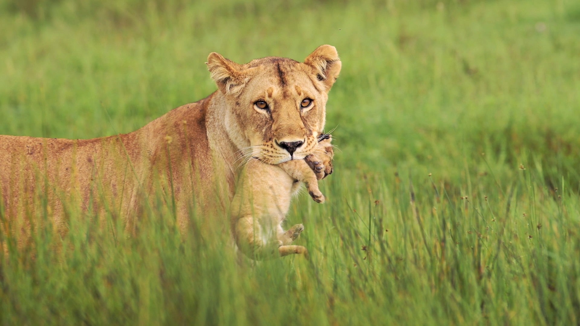 Imagem de A Ternura da Savana
