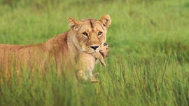 Imagem de A Ternura da Savana