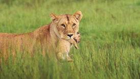 Imagem do Programa / Episiódio - A Ternura da Savana