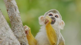 Imagem de George nas Copas das �rvores