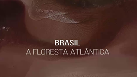 Imagem do Programa / Episiódio - Brasil - A Floresta Atlântica