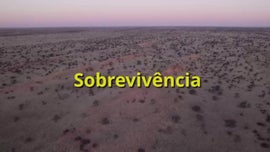 Imagem de O Deserto de Kalahari - (II) - Sobreviv�ncia