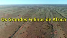 Imagem de O Deserto de Kalahari - (I) - Os Grandes Felinos de �frica