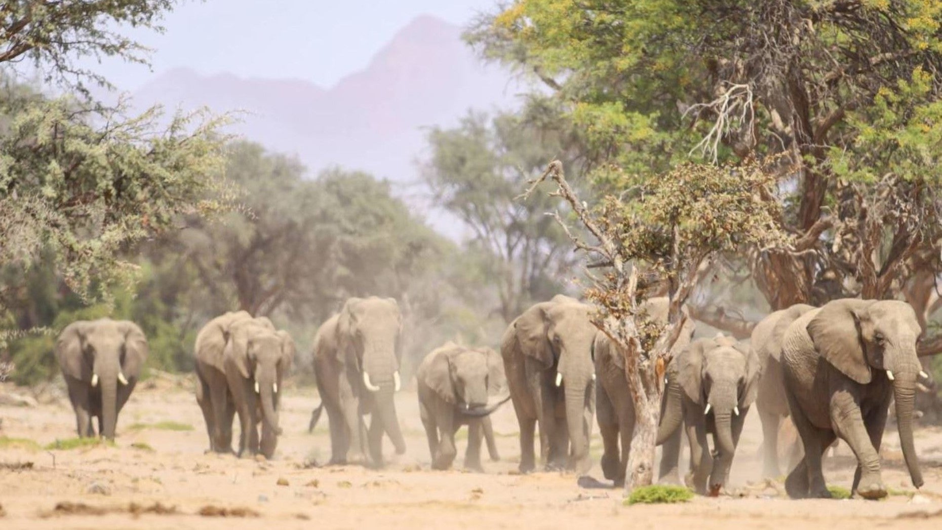 Imagem de As Rainhas da Natureza