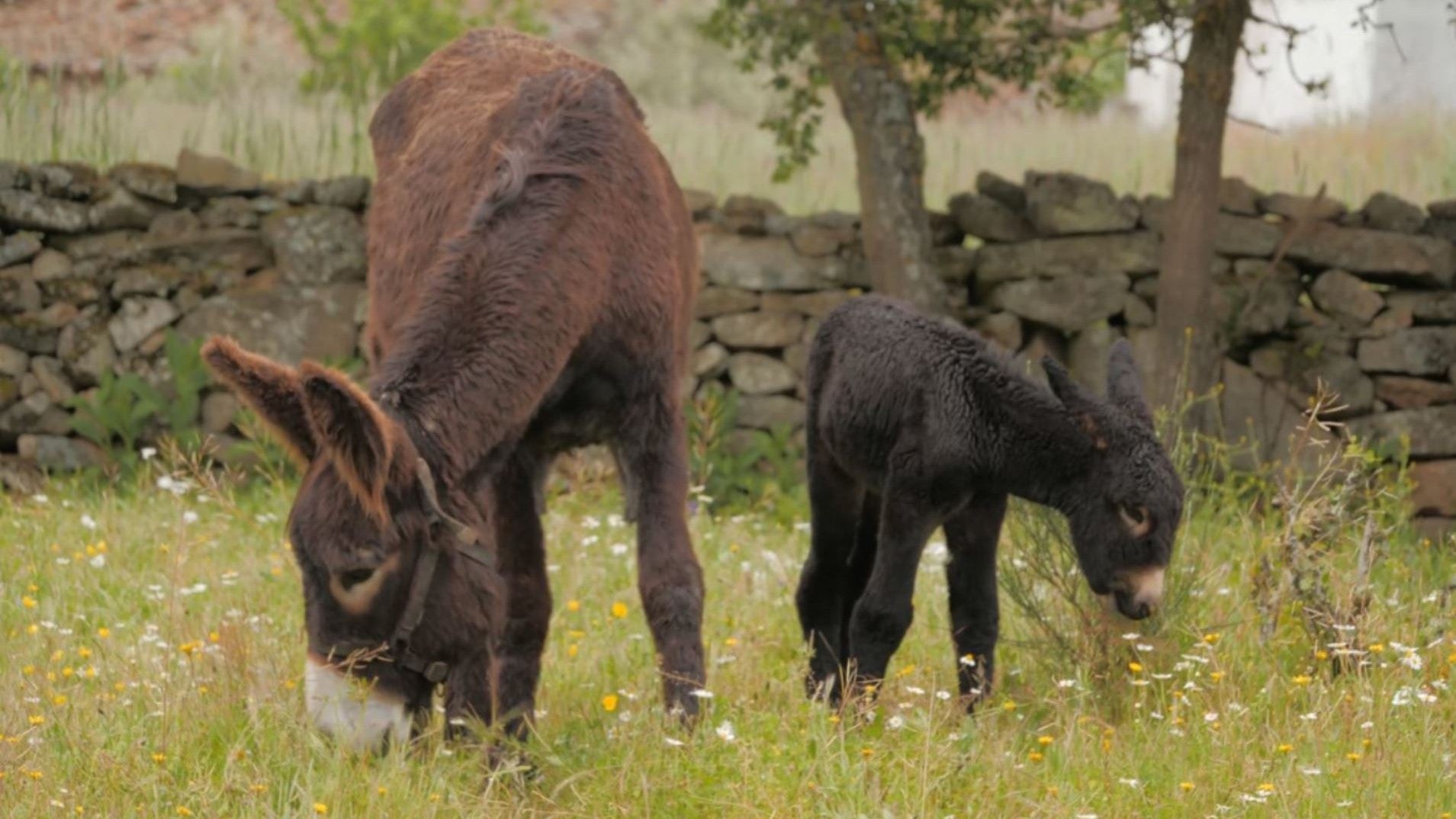 Imagem de Alerta Pelos Burros