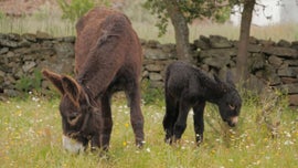 Imagem de Alerta Pelos Burros