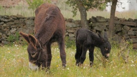 Imagem do Programa / Episiódio - Alerta Pelos Burros