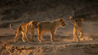 Imagem de Espíritos do Deserto: Os Leões da Costa dos Esqueletos