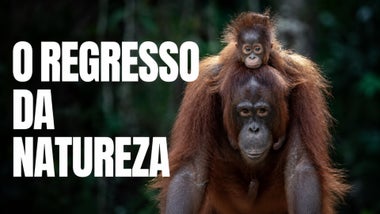 Imagem de O Regresso da Natureza