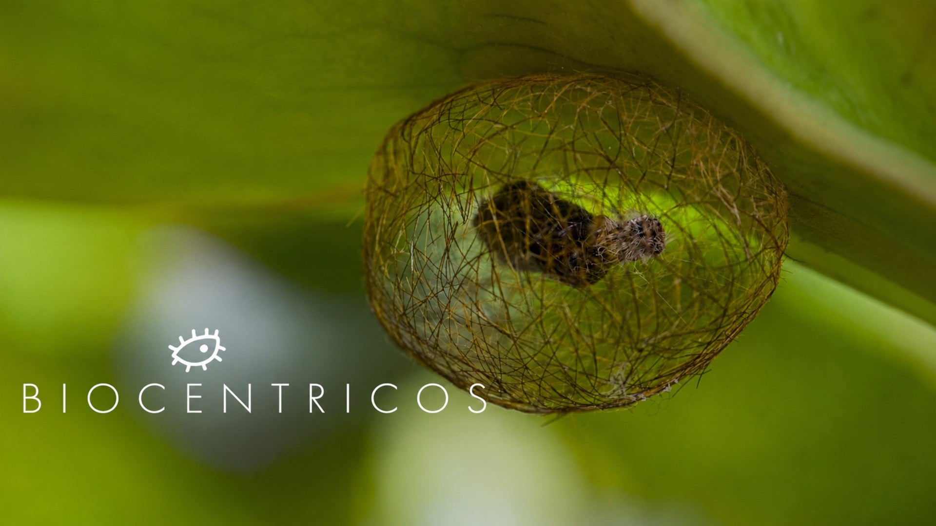 Imagem de Biocentricos