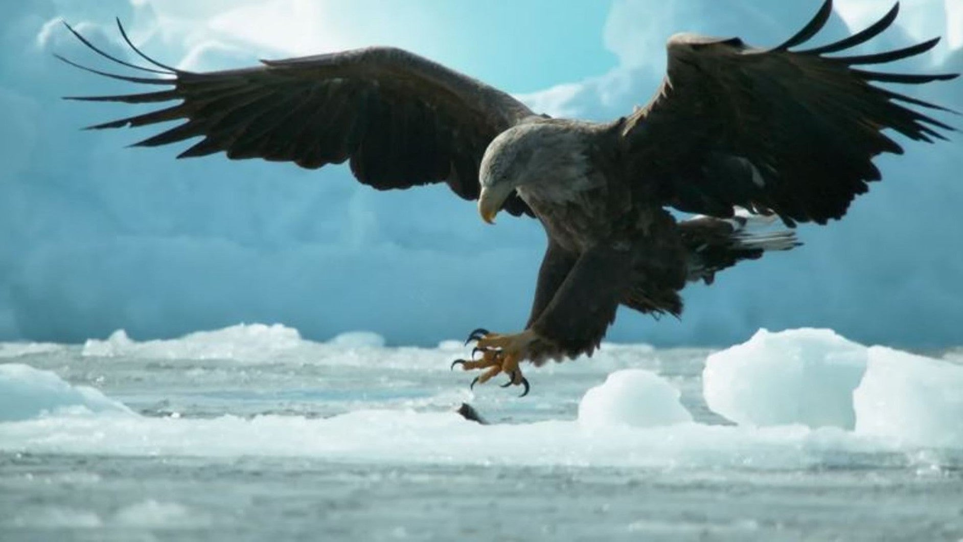 Imagem de Hokkaido - No Limiar da Extinção
