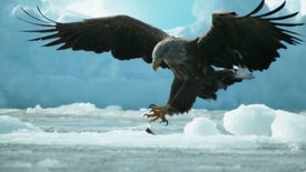 Imagem do Programa / Episiódio - Hokkaido - No Limiar da Extinção